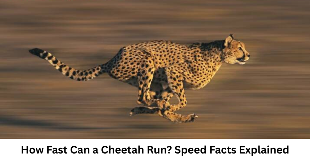 How Fast Can a Cheetah Run? Speed Facts Explained
