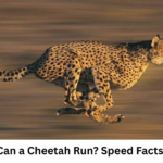 How Fast Can a Cheetah Run? Speed Facts Explained