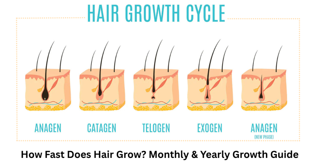 How Fast Does Hair Grow? Monthly & Yearly Growth Guide