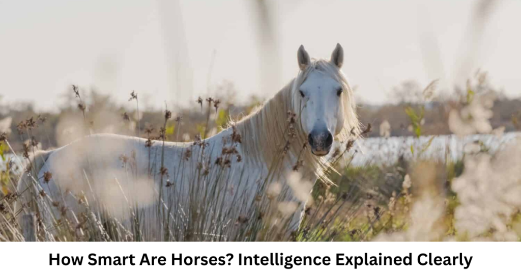 How Smart Are Horses? Intelligence Explained Clearly